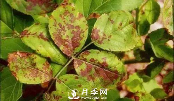 養護好月季花，這些蟲(chóng)害技巧你要知道(圖5)
