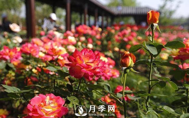 自己動(dòng)手學(xué)月季花剪枝，一步一步修，新手也能做得好(圖1)