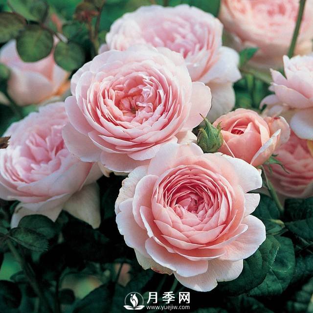  月季雨后超多紅蜘蛛 你就這樣解決！(圖1)