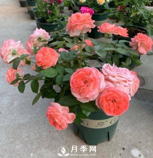 如何養護盆栽月季？施肥是關(guān)鍵(圖1)