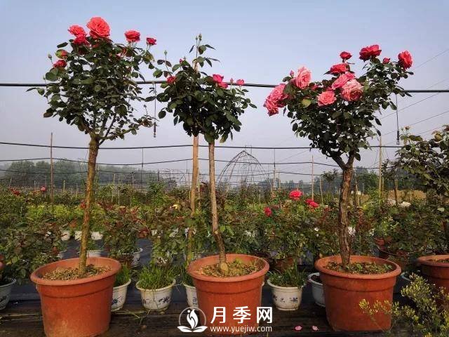 夏季月季日常管理，如何讓花開(kāi)不斷？(圖1)