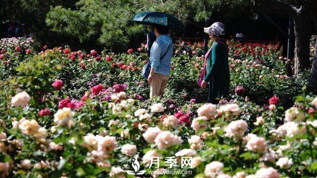陶然亭公園勝春山房景區月季開(kāi)放正當時(shí)(圖2)