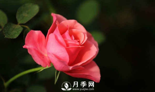 月季，又叫月月紅，花中皇后，四季常開(kāi)(圖1)