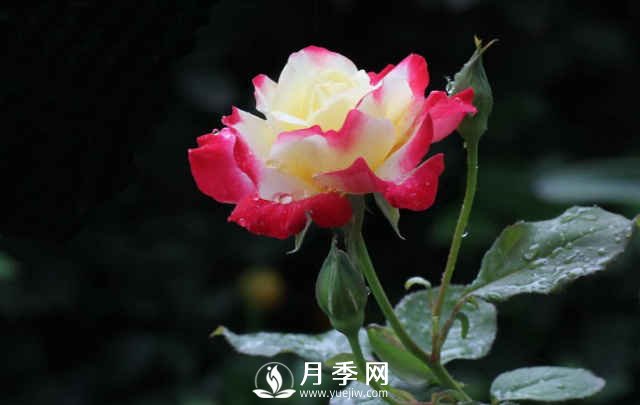 月季，又叫月月紅，花中皇后，四季常開(kāi)(圖4)