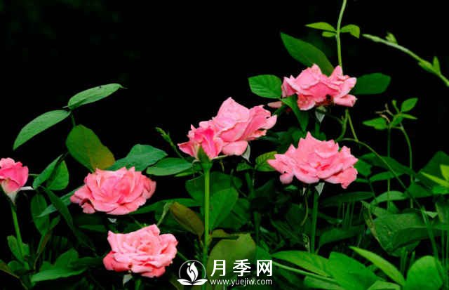 月季，又叫月月紅，花中皇后，四季常開(kāi)(圖2)
