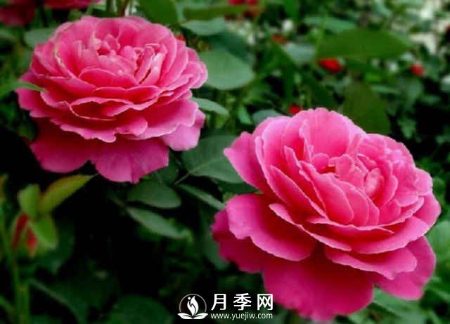月季，又叫月月紅，花中皇后，四季常開(kāi)(圖3)
