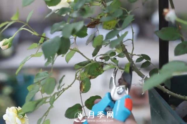 夏天養護月季 這個(gè)技巧你的會(huì )a(圖2)