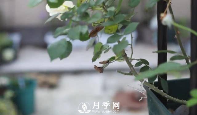 夏天養護月季 這個(gè)技巧你的會(huì )a(圖3)