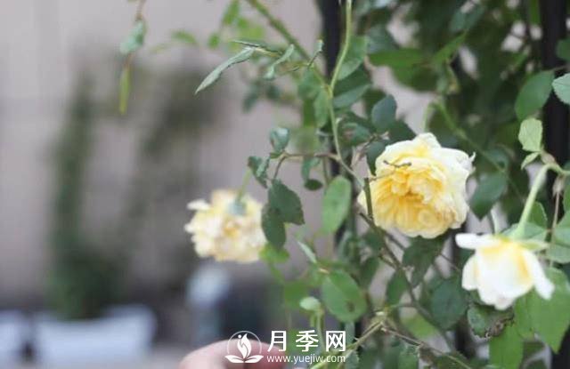 夏天養護月季 這個(gè)技巧你的會(huì )a(圖1)