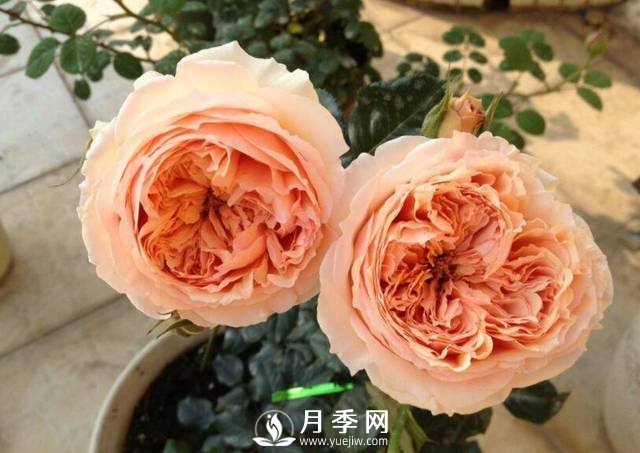 花開(kāi)很漂亮很好養的真宙月季(圖3)
