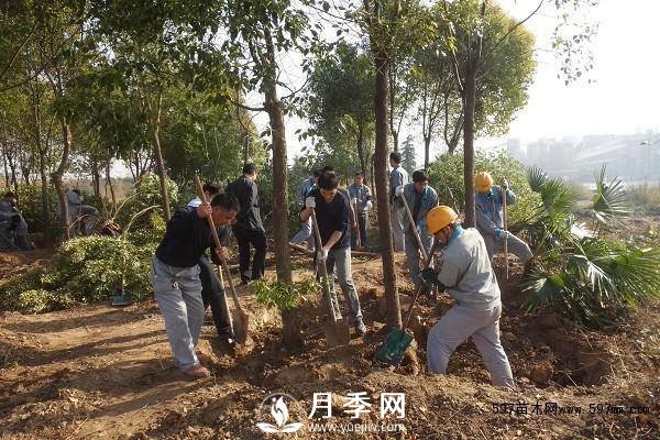 怎么保證苗木移植后100%成活呢？(圖1)