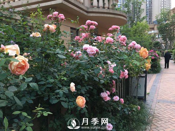 別人家的小區各色月季盛開(kāi) 從來(lái)沒(méi)讓我失望！(圖2)