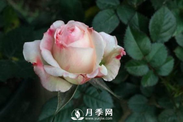 這么多迷人的月季品種，你喜歡哪一個(gè)(圖1)