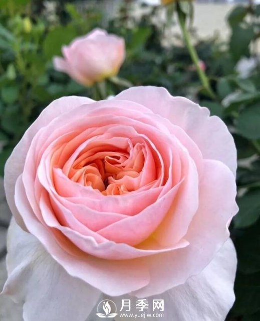朱麗葉月季開(kāi)花如此驚艷，千萬(wàn)不要低估了它的美！(圖3)