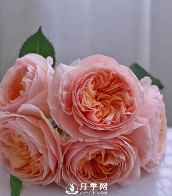 朱麗葉月季開(kāi)花如此驚艷，千萬(wàn)不要低估了它的美！(圖2)