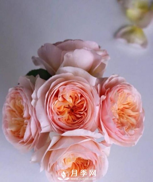 朱麗葉月季開(kāi)花如此驚艷，千萬(wàn)不要低估了它的美！(圖1)