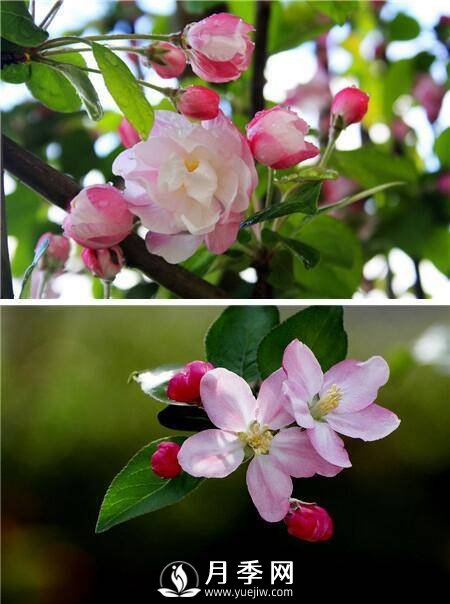 海棠花，與牡丹、蘭花、梅花并稱(chēng)為“中國春花四絕”(圖1)