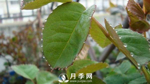 月季“吐水” 是怎么了？(圖1)