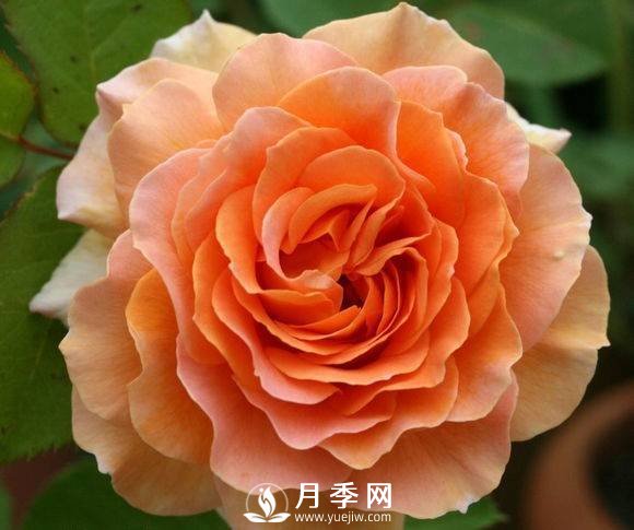 常州月季為什么開(kāi)的那么艷(圖1)