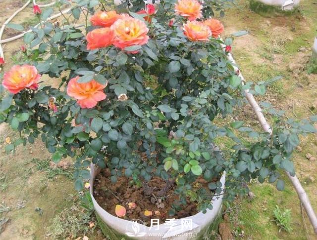 月季花用絢麗多彩的顏色，裝扮著(zhù)大地，點(diǎn)綴著(zhù)生活(圖1)