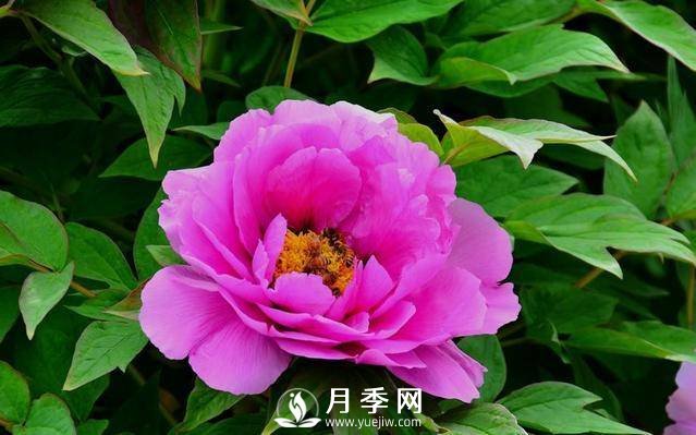 澆水學(xué)問(wèn)大，牡丹花”也能開(kāi)不停(圖2)
