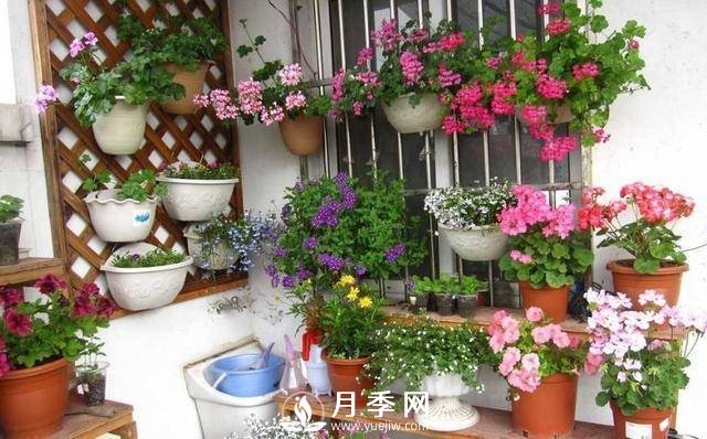 澆水學(xué)問(wèn)大，牡丹花”也能開(kāi)不停(圖1)