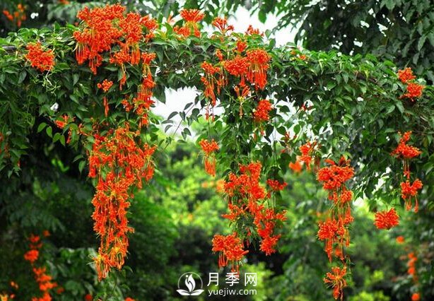 做花墻除了藤本月季花墻，還有這4種花(圖4)