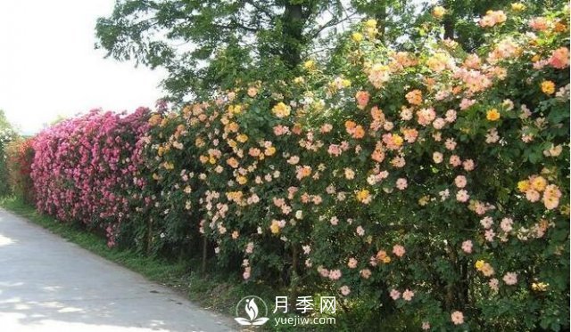 做花墻除了藤本月季花墻，還有這4種花(圖1)
