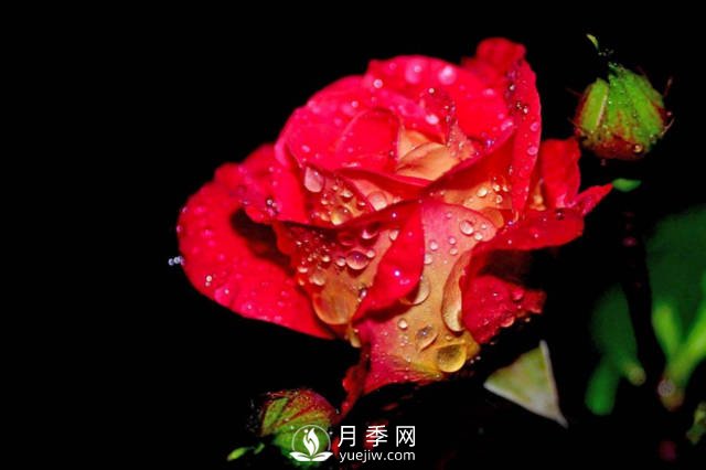 這些高清月季美圖 別說(shuō)你已經(jīng)有了(圖4)