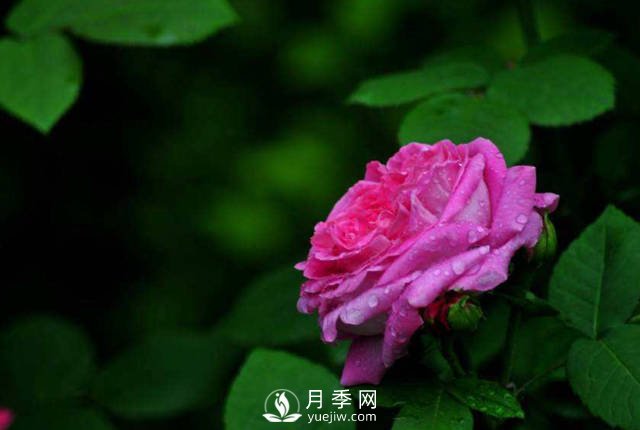 這些高清月季美圖 別說(shuō)你已經(jīng)有了(圖3)