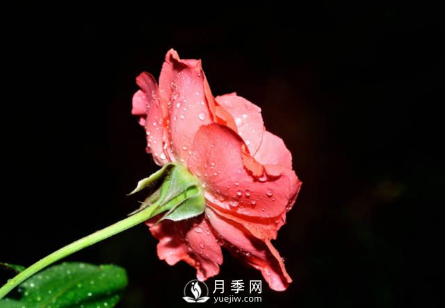 這些高清月季美圖 別說(shuō)你已經(jīng)有了(圖2)