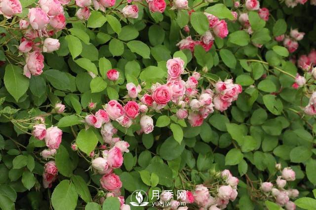 這些高清月季美圖 別說(shuō)你已經(jīng)有了(圖6)
