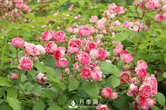 這些高清月季美圖 別說(shuō)你已經(jīng)有了(圖5)