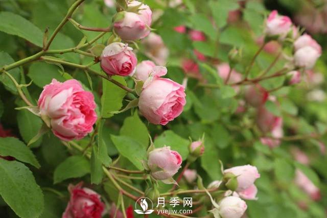 這些高清月季美圖 別說(shuō)你已經(jīng)有了(圖7)
