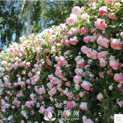 老花農手把手教你打造月季花墻 花開(kāi)滿(mǎn)園 浪漫無(wú)比(圖1)