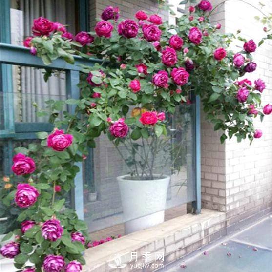 老花農手把手教你打造月季花墻 花開(kāi)滿(mǎn)園 浪漫無(wú)比(圖2)