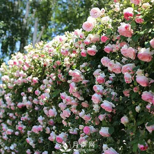 老花農手把手教你打造月季花墻 花開(kāi)滿(mǎn)園 浪漫無(wú)比(圖3)