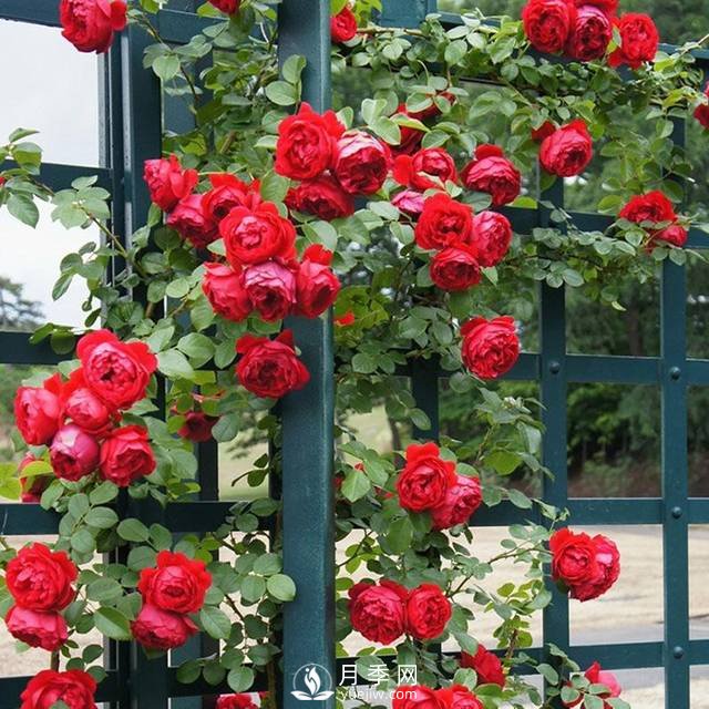老花農手把手教你打造月季花墻 花開(kāi)滿(mǎn)園 浪漫無(wú)比(圖4)