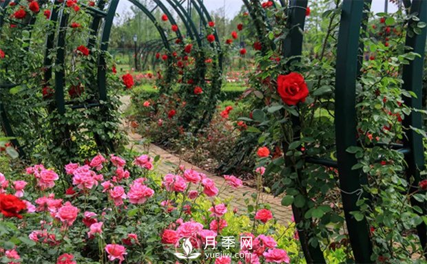 春季養花六不急(圖1)