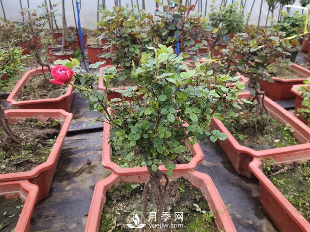 ***全花木盆景分類(lèi)，輕松掌握各種花木適合如何造型(圖1)