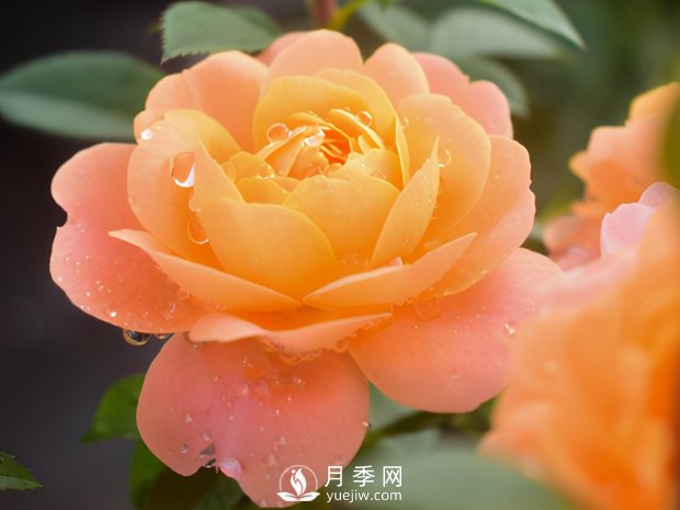 月季芽太多，要不要抹？(圖3)