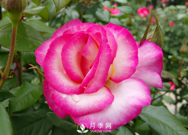 3.12植樹(shù)節，你了解多少？(圖1)
