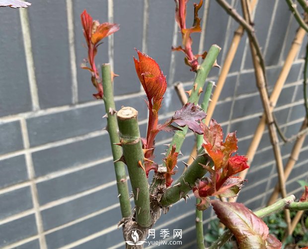春節的月季芽芽怎么養護呢？(圖1)