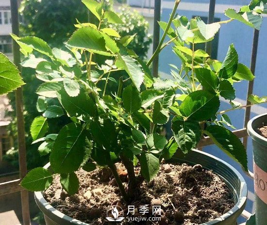 三月月季花正確的打頂方法，漂亮株型(圖2)