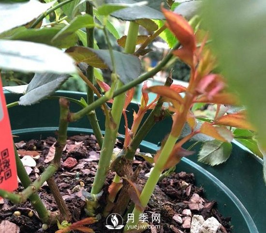 三月月季花正確的打頂方法，漂亮株型(圖1)
