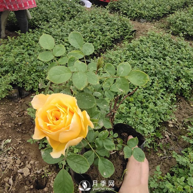 專(zhuān)家解答：盆栽月季花春季的疏芽(圖1)