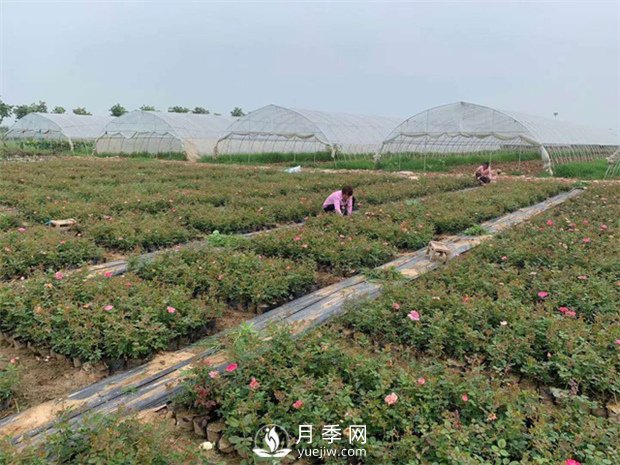 發(fā)酵有機肥不徹底對月季的危害你知道嗎？(圖1)