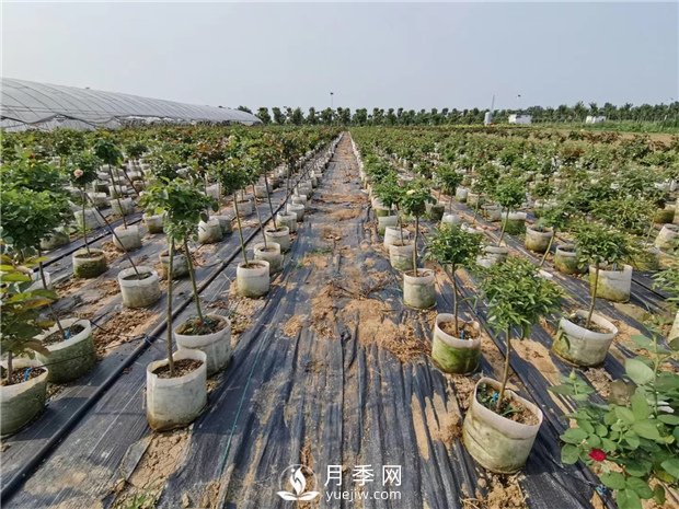 南陽(yáng)月季養殖中月季配土是關(guān)鍵！(圖1)