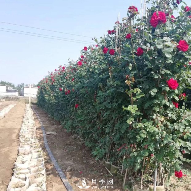 南陽(yáng)月季之鄉，全國月季中心，批發(fā)品種齊全(圖3)
