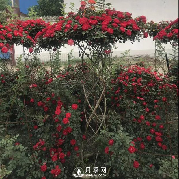 同樣的月季，不一樣的玩法，南陽(yáng)造型月季系列(圖1)